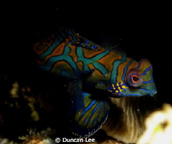 mandrian fish in Lembeh by Duncan Lee 